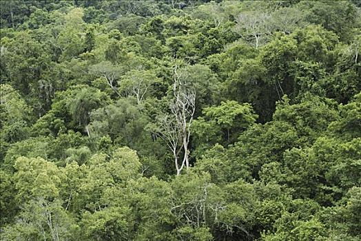 热带,伊瓜苏国家公园