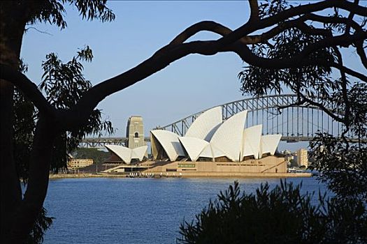 澳大利亚,新南威尔士,悉尼,剧院,海港大桥,框架,树,皇家植物园,农场,小湾