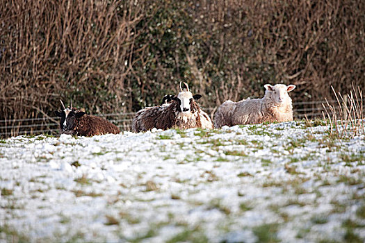 绵羊,冬天