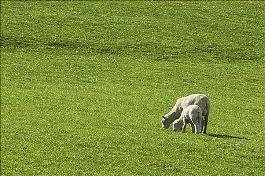 母兽,羊羔,放牧,地点,新西兰