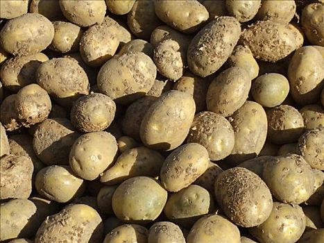 土豆,农作物