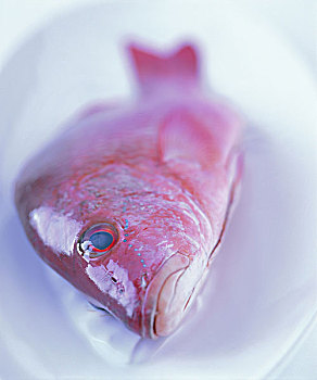 鱼肉,交谈,鲷鱼,模糊,食物,咸水鱼,新鲜,高蛋白质,蛋白质,生食,红色,静物