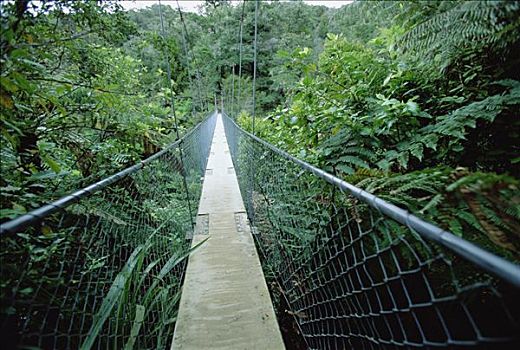 吊桥,国家公园,南岛,新西兰