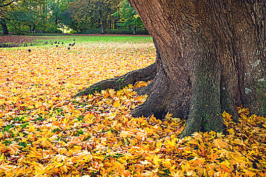 秋天,场景,公园,黄色,枫叶,大树,走,背景