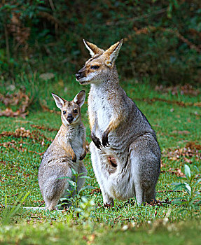 红颈袋鼠,雌性,幼兽,昆士兰,澳大利亚