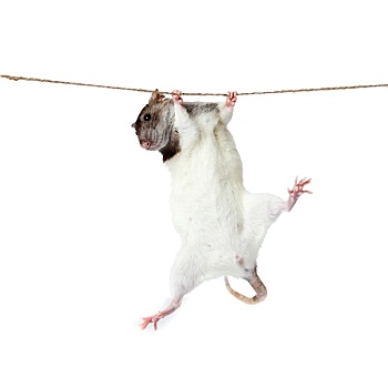 老鼠,爬行,绳索,握住,白色背景
