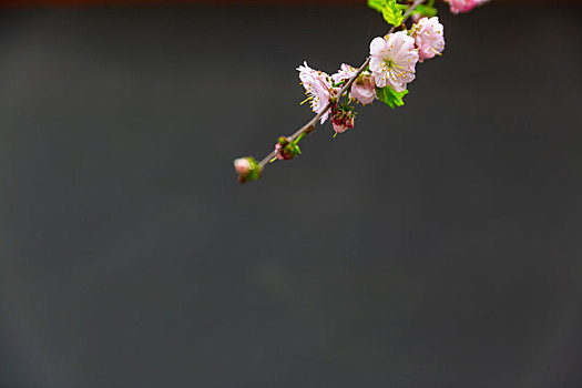 鲜花盛开,季节