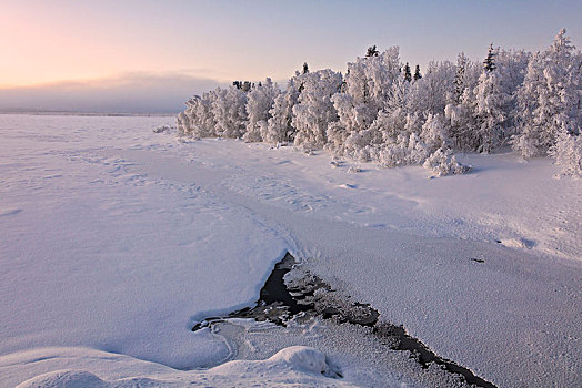 冰,遮盖,树,雪,木头,拉普兰,芬兰