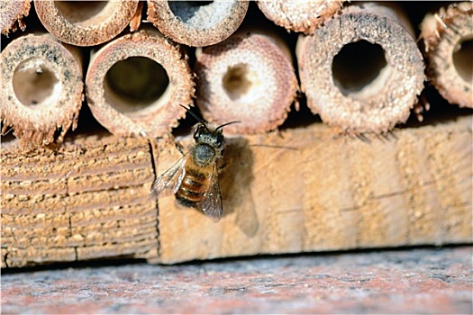 野生,蜜蜂,昆虫,蔽护