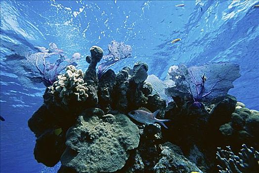 珊瑚,巴哈马