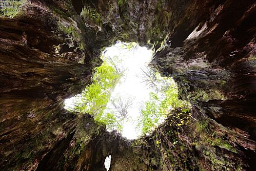 天空,树桩,岛屿,鹿儿岛,日本