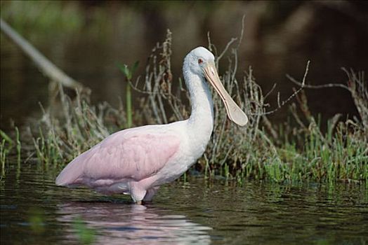 粉红琵鹭,湿地,佛罗里达