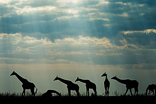 非洲,博茨瓦纳,乔贝国家公园,剪影,牧群,长颈鹿,进食,乔贝
