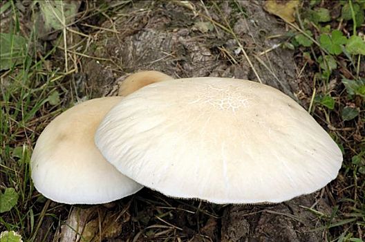 野蘑菇,法国