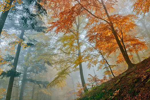 秋天,树林,普通,山毛榉,雾气,莱茵兰普法尔茨州,德国,欧洲