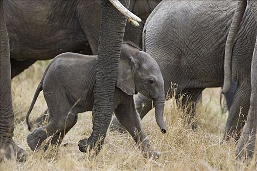 非洲象,母兽,3星期大,幼兽,马赛马拉,肯尼亚
