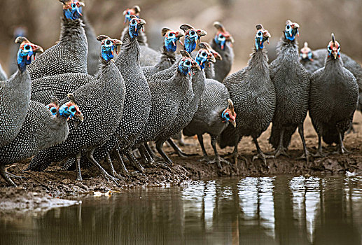 吐绶鸡,鸡,浇水,地点,马沙图禁猎区,博茨瓦纳,非洲