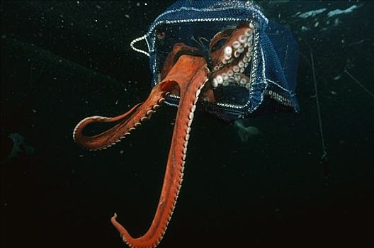 太平洋大章鱼,章鱼,公斤,四个,脚,手臂,洞,奎德拉岛,不列颠哥伦比亚省,加拿大