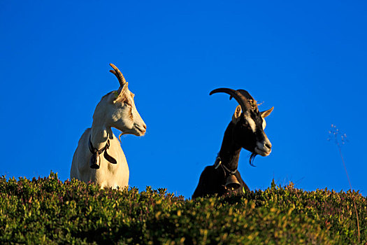 石山羊,岩羚羊,色彩,山羊,山,伯恩高地,瑞士