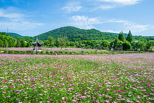 南京不老村风景