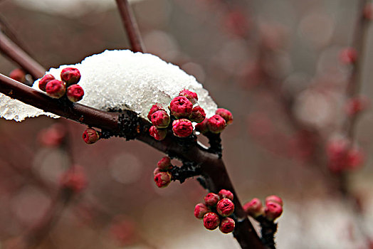 下雪,大雪,春雪,寒流,花朵,绽放,梅花,耐寒,植物