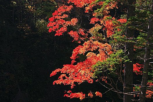 枫树,叶子,山谷