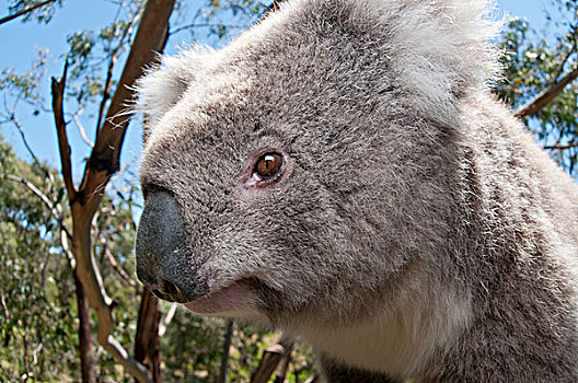 树袋熊,维多利亚,澳大利亚