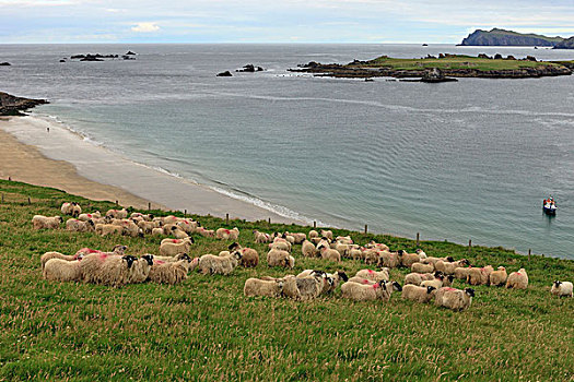 岛屿,凯瑞郡,爱尔兰,绵羊