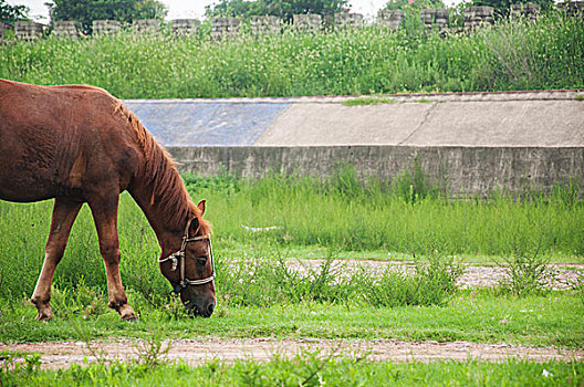 一只棕色的马正在吃草