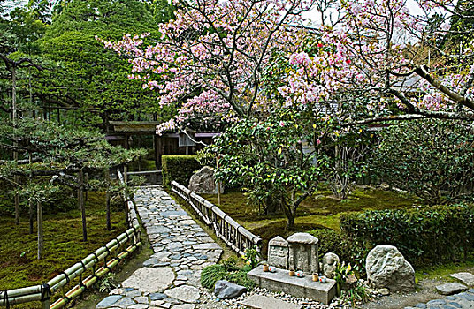 樱花,盛开,花园,庙宇,著名,松树,相似,富士山,背景