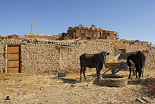 母牛,乡村,费拉菲拉,绿洲,达赫拉,西部沙漠,埃及,非洲