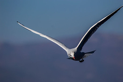 洱海中飞翔的海鸥