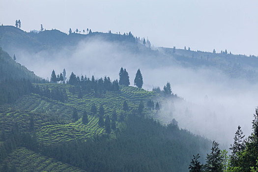 四川宜宾屏山蜿蜒茶山自然风光