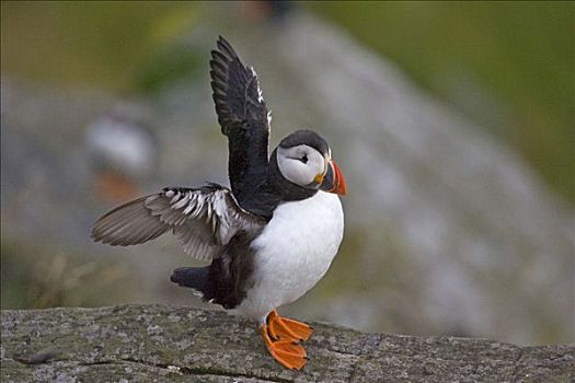 大西洋角嘴海雀,北极,翼,岛屿,挪威,斯堪的纳维亚,欧洲