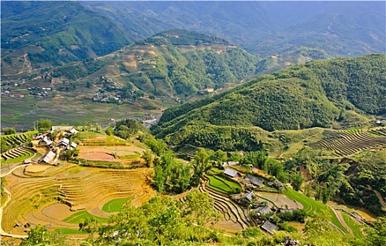 山,风景,稻米,梯田,高地,越南