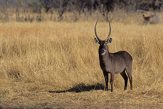 博茨瓦纳,奥卡万戈三角洲,莫瑞米,野生动植物保护区,水羚,雄性