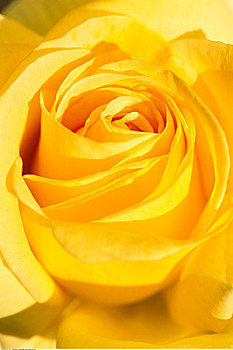 特写,黄玫瑰