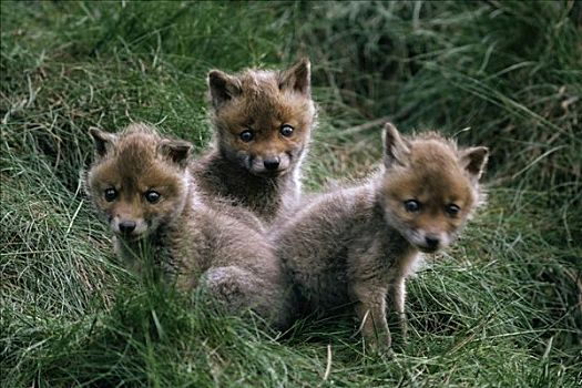 红狐,狐属,三个,幼兽,幼仔,欧洲