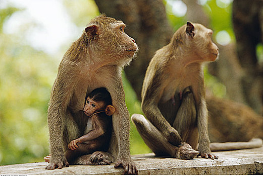 家族,猴子
