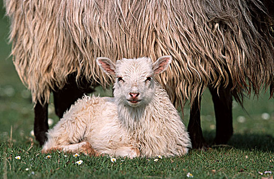 绵羊,羊羔,草地,卧,坝,特写,动物,哺乳动物,家畜,牲畜,草场,毛皮,白色,年轻,小,可爱,高兴,孩子,畜牧,物种