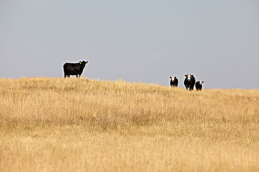 黑色,牛肉,牛,地点,夹锭钳,溪流,艾伯塔省,加拿大