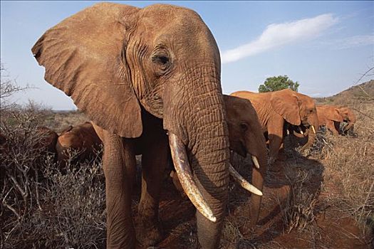 非洲象,孤儿,浏览,擦洗,东察沃国家公园,肯尼亚