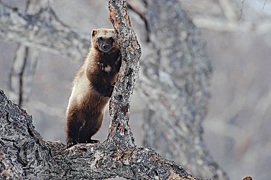 狼獾,树上,堪察加半岛,俄罗斯