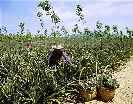 菠萝,丰收,泰国