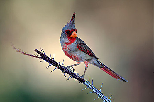 灰额主红雀,成年,雄性,栖息,墨西哥刺木,索诺拉荒漠,亚利桑那,美国