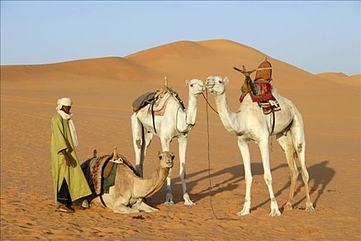 柏柏尔人,骆驼,沙子,利比亚