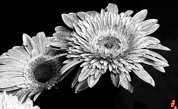 黑色背景前层层叠叠绽放清馨的非洲菊,扶郎花,黑白照片
