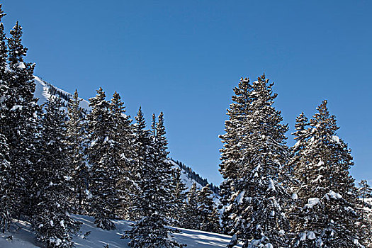 积雪,松树,科罗拉多,美国