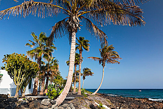 棕榈树,公寓,岩石,海滩,水,波多黎各,卡门,兰索罗特岛,加纳利群岛,西班牙