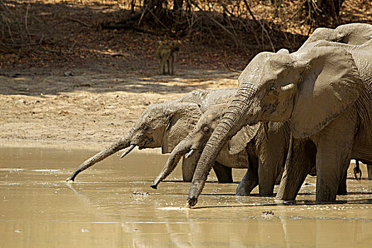 大象,水潭,津巴布韦,非洲